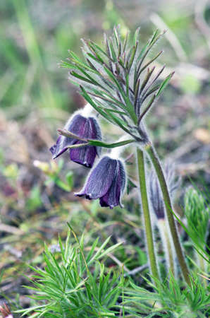 Pasque-flower growing in nature on sunset, macro spring floral backgroundの写真素材