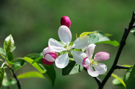 Blossom tree over nature background/ Spring flowers/Spring Backgroundの写真素材