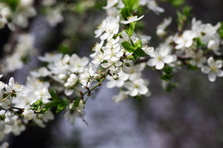 Spring blossom background - abstract floral border of green leaves and white flowersの写真素材