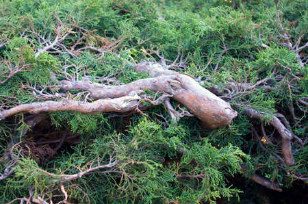 Juniperus communis - evergreen juniper tree, green branchの写真素材