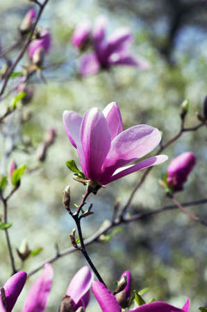 Beautiful Flowers of a Magnolia Treeの写真素材