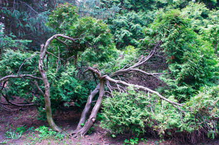 Juniperus communis - evergreen juniper tree, green branchの写真素材