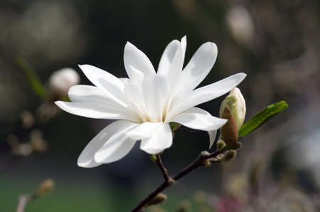 White magnolia flower against the sky close-upの写真素材