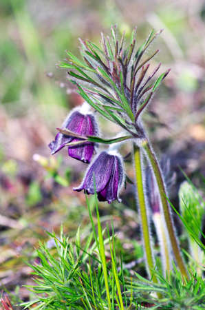 Pasque-flower growing in nature on sunset, macro spring floral backgroundの写真素材