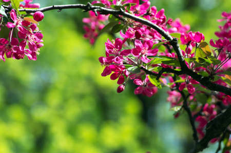 Chinese flowering crab-apple, wild apple flowersの写真素材
