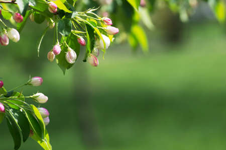Blossom tree over nature background/ Spring flowers/Spring Backgroundの写真素材
