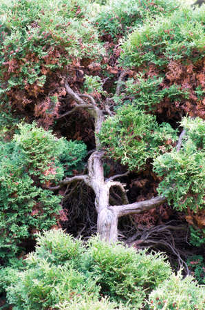 Juniperus communis - evergreen juniper tree, green branchの写真素材