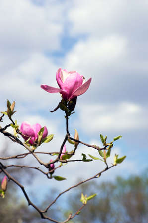 Beautiful Flowers of a Magnolia Treeの写真素材