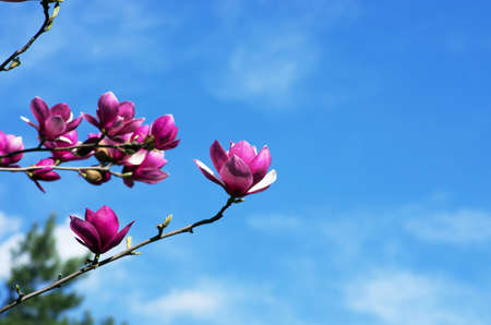 Beautiful Flowers of a Magnolia Treeの写真素材