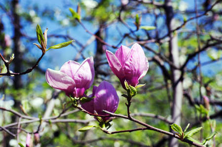Blossoming of magnolia flowers in spring timeの写真素材