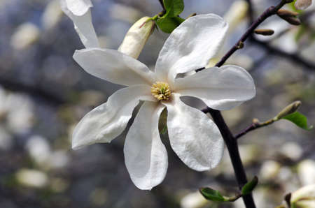 White magnolia flower against the sky close-upの写真素材
