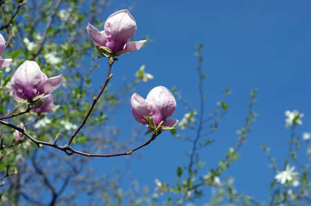 Blossoming of magnolia flowers in spring timeの写真素材