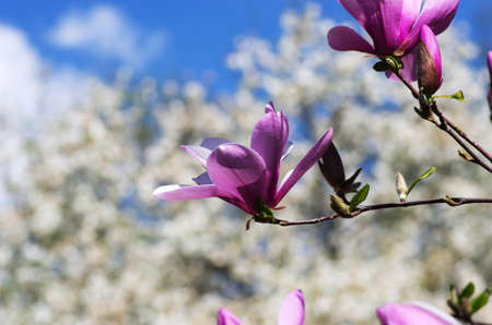Blossoming of magnolia flowers in spring timeの写真素材