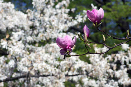 Beautiful Flowers of a Magnolia Treeの写真素材
