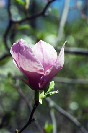Blossoming of magnolia flowers in spring timeの写真素材