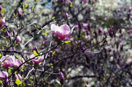 Blossoming of magnolia flowers in spring timeの写真素材