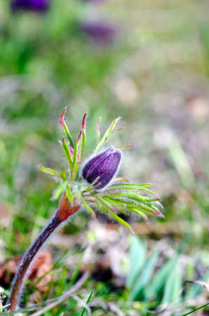 Pasque-flower growing in nature on sunset, macro spring floral backgroundの写真素材