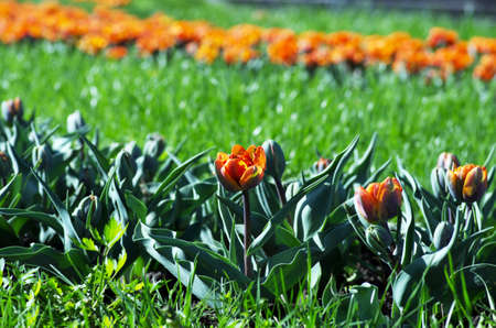 Spring background with tulips over natural backgroundの写真素材