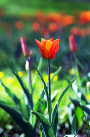 Spring background with tulips over natural backgroundの写真素材
