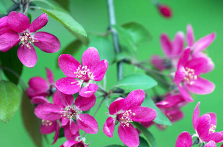 Beautiful Flower in spring. Natural background, soft focus.の写真素材