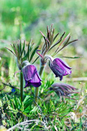 Pasque-flower growing in nature on sunset, macro spring floral backgroundの写真素材