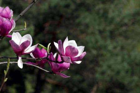 Beautiful Flowers of a Magnolia Treeの写真素材