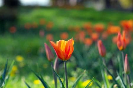 Spring background with tulips over natural backgroundの写真素材