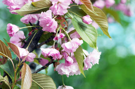 Beautiful Flower in spring. Natural background, soft focus.の写真素材