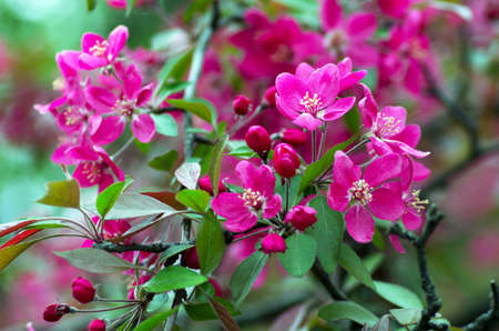 Beautiful Flower in spring. Natural backgroundの写真素材