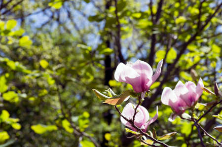 Beautiful Flowers of a Magnolia Treeの写真素材