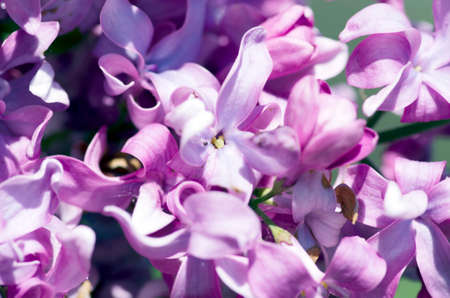 Blooming lilac flowers. Abstract background. Macro photo.の写真素材