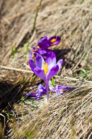 Spring crocus flowers on green natural background. Selective focusの写真素材