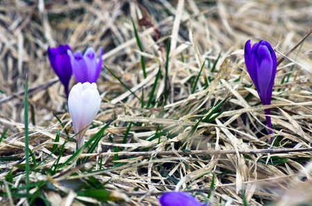 Spring crocus flowers on green natural background. Selective focusの写真素材