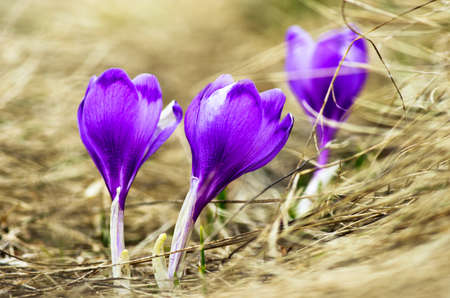 Spring crocus flowers on green natural background. Selective focusの写真素材