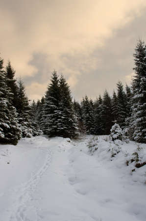 Fir trees under the snow. Mountain forest in winter.の写真素材
