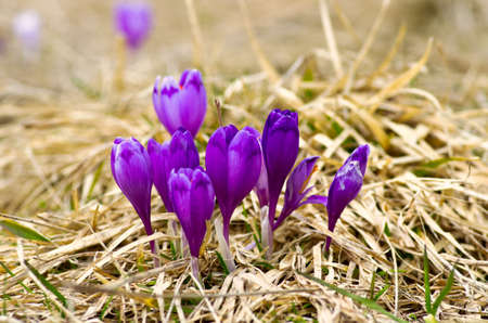 Spring crocus flowers on green natural background. Selective focusの写真素材