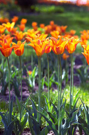 Spring background with tulips over natural backgroundの写真素材