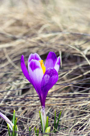 Spring crocus flowers on green natural background. Selective focusの写真素材