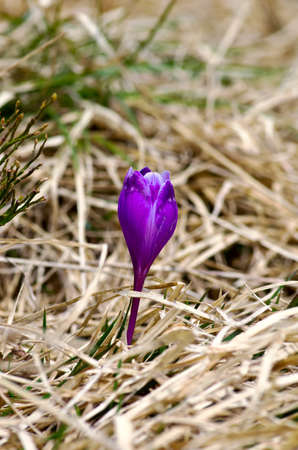 Spring crocus flowers on green natural background. Selective focusの写真素材