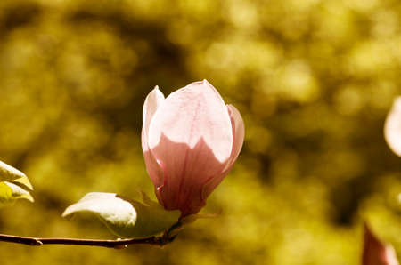 Beautiful retro Flowers of a Magnolia Treeの写真素材
