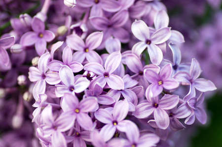 Blooming lilac flowers. Abstract background. Macro photo.