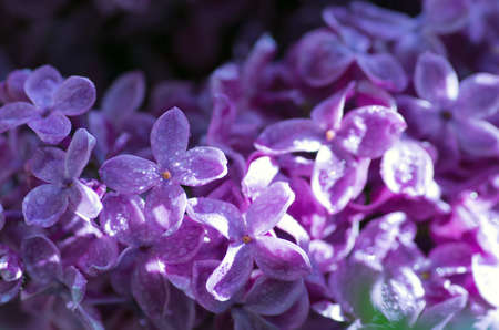 Blooming lilac flowers. Abstract background. Macro photoの写真素材