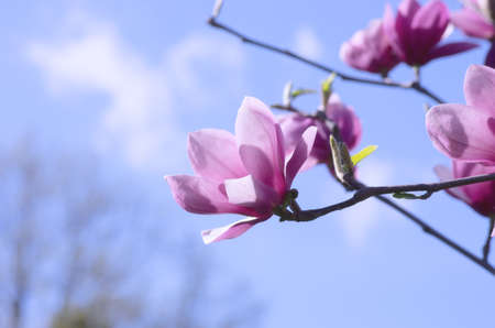 Beautiful Flowers of a Magnolia Tree. Pastel toneの写真素材