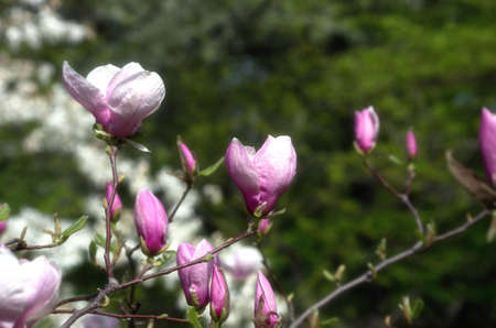 Beautiful Flowers of a Magnolia Tree. soft focusの写真素材