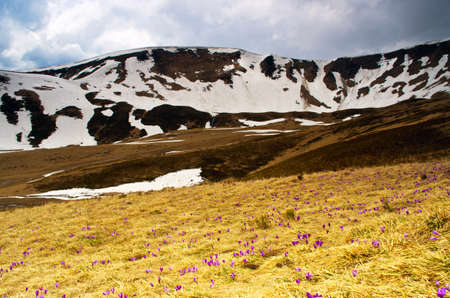 Spring, summer, mountain ranges are covered by a carpet of beautiful flowers- crocuses