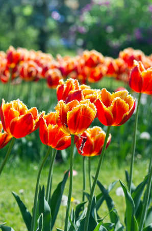Spring background with tulips over natural backgroundの写真素材