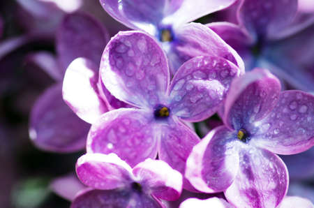 Blooming lilac flowers. Abstract background. Macro photo.の写真素材