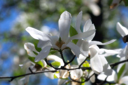 White magnolia flower against the sky close-up. Soft focusの写真素材