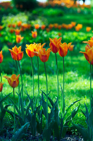 Spring background with tulips over natural backgroundの写真素材