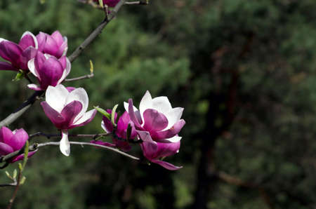 Beautiful pink Flowers of a Magnolia Treeの写真素材